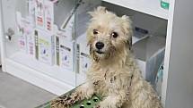Dejte nám šanci. V Hospici pro staré, týrané a handicapované psy v Bukovince se starají i o zubožená zvířata nalezené u chovatelky v Kamenici nad Lípou.