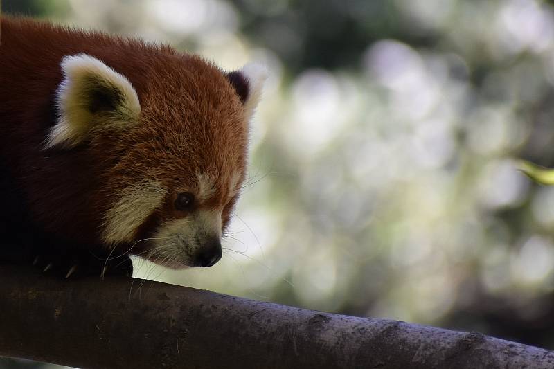 Ostravská zoo s mnoha zvířaty a velkou botanickou zahradou láká k návštěvě.