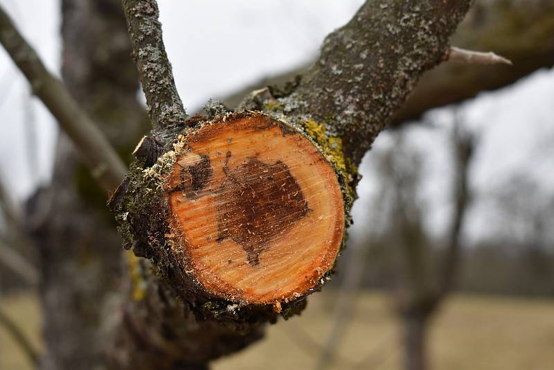 V Habrůvce pečují o starý sad. Osvěží ho morušemi, kdoulemi a oskerušemi.