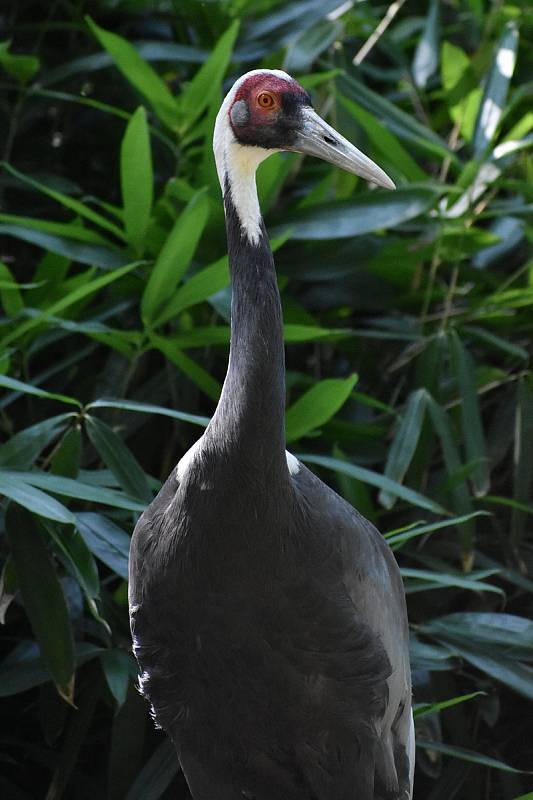 Ostravská zoo s mnoha zvířaty a velkou botanickou zahradou láká k návštěvě.