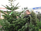 Jedle, nebo smrček? Začal prodej vánočních stromků a je na výběr: z místního lesa, z plantáže, v květináči nebo stromek z Dánska.