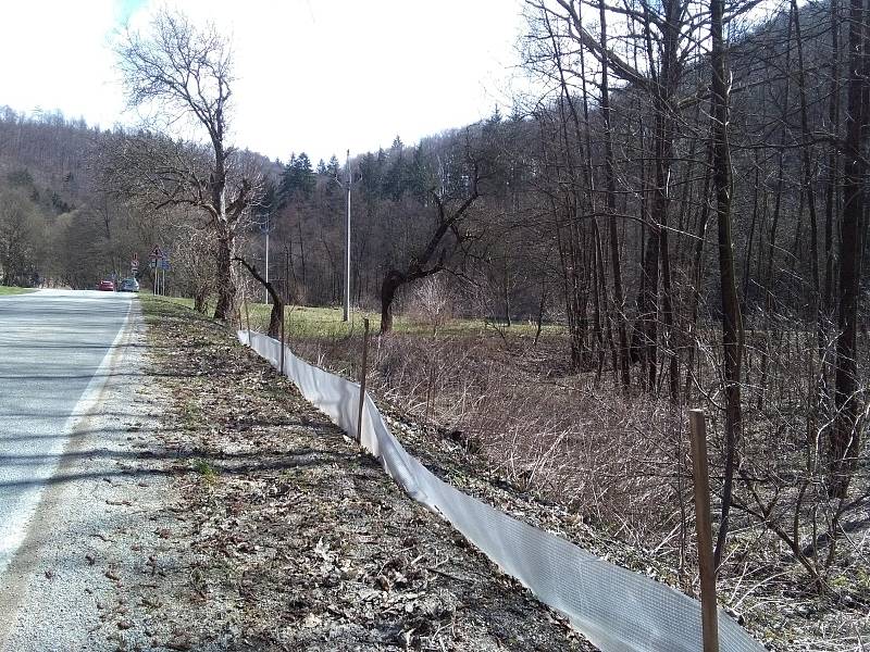 U silnice v Josefovském údolí stojí zábrany. Usměrňují přesun žab, které míří za rozmnožováním do rybníka.