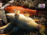 Ve dvou rybnících u Sudic uhynuly nejméně dva tisíce ryb.