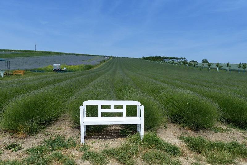 Kouzelná levandulová farma ve Starovičkách.