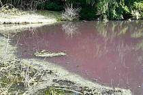 Rybník v Lipovci znečištěný do fialova