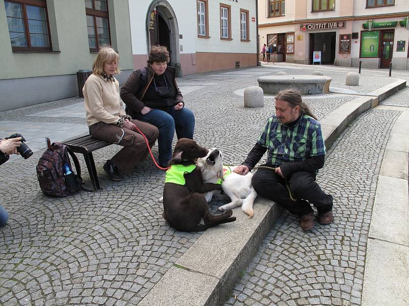 Třináctý ročník soutěže vodicích psů Cesta ve tmě tentokrát provedl účastníky centrem Boskovic.