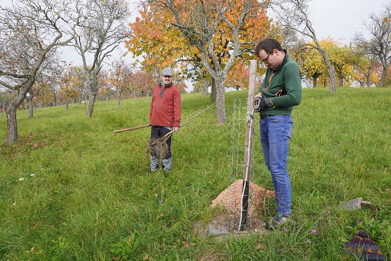 Do Moravského krasu vrací dobrovolníci ovocné stromy. Za pět let jich vysadili už dva tisíce.