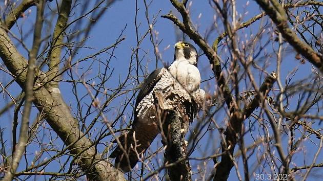 V Moravském krasu na Blanensku po roce opět zahnízdily dva páry sokola stěhovavého. Obě hnízda jsou v národní přírodní rezervaci. Jedno na Býčí skále. Na snímku sokol právě z této lokality.