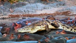 Na Rajbasu snědlo stádo hrochů krokodýla - Blanenský deník
