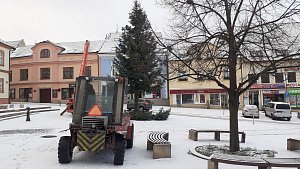 Boskovičtí odvezli vánoční strom. Chvojí na věnce, špalek majiteli, dřevo na táborák.