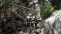 Sokolí mláďata se mají na dvou hnízdištích v Moravském krasu k světu. Zatím jich je sedm. Na snímcích sokoli v hnízdě nad Býčí skálou.