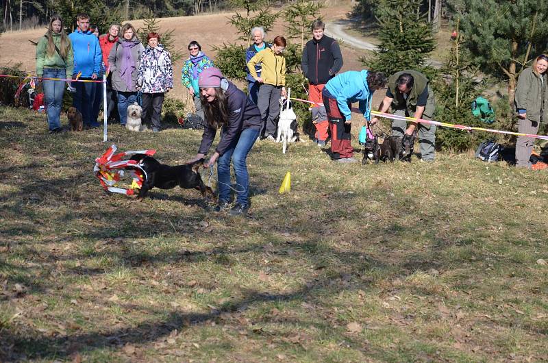 Blanenský kynologický klub Agility pořádal v neděli Pochod lesem se psem. Pejsci i jejich pánové pochodovali pět kilometrů od Přehrady Palava po chalupu na Horčničkách v Horní Lhotě, kde si pak užili spoustu zábavy při plnění různých soutěžních úkolů.