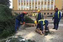 V Blansku pracovníci technických služeb vánoční strom (nas snímcích) odzdobili a pokáceli v úterý. Ořezali větve a kmen rozřezali na špalky.