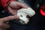 Den otevřených dveří jeskyně Býčí skála v Moravském krasu na Blanensku.Tým odborníků nyní zkoumá kosti pravěkých zvířat.
