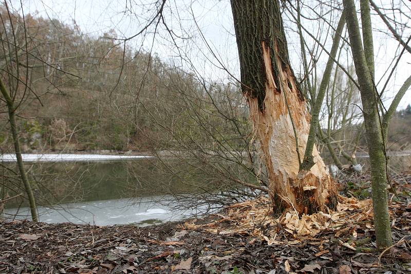 Projevy bobra v přírodě.