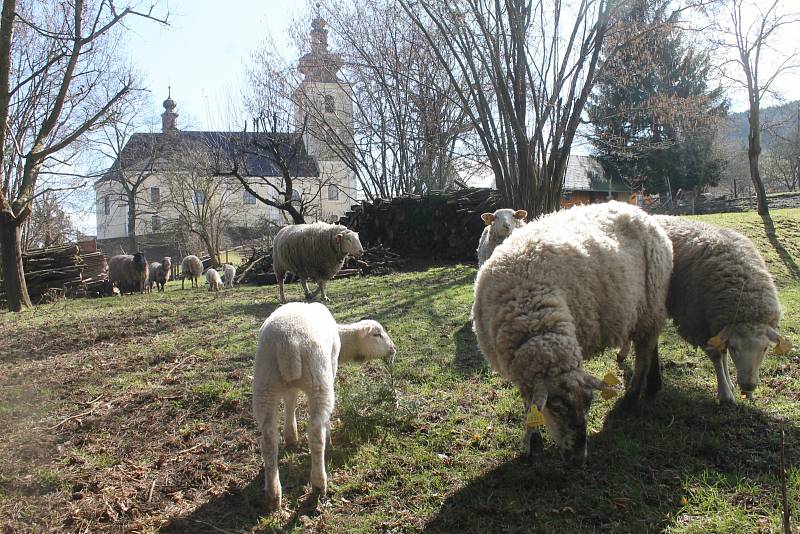 Probouzející se příroda a rodící se mláďata neodmyslitelně patří k začátku jara. Svoje stádečko ovcí mají i na farské zahradě u kostela svatého Martina v Blansku. 