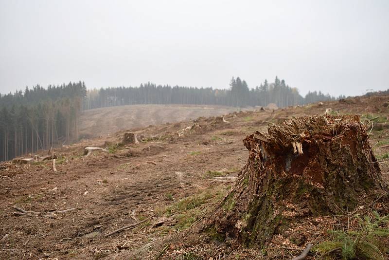 Kůrovec a sucho zapříčinili obrovskou ztrátu lesů na jihu Moravy.