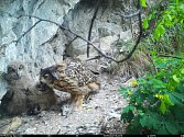 Strážci ochrany přírody monitorují v Moravském krasu na Blanensku také hnízdo výra velkého. Zachytili, jak sova zdecimovala mláďata vzácného sokola stěhovaného.