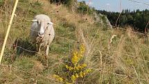 Přírodě v Rudickém propadání nyní pomáhají pasoucí se ovce a kozy.