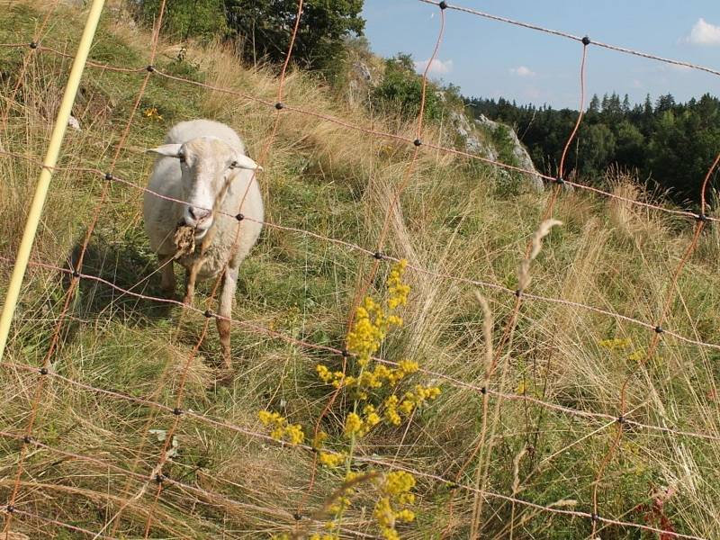 Přírodě v Rudickém propadání nyní pomáhají pasoucí se ovce a kozy.