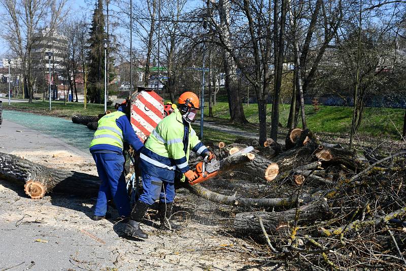 U blanenského vlakového nádraží začalo na tamním parkovišti kácení starých topolů. Nahradí je javory. FOTO: MĚSTO BLANSKO