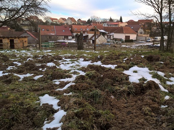 Divoká prasata rozryla zem okolo rybníka Šístý v Rudici.