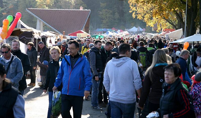 Rybáři vylovili jedovnický rybník Olšovec. V síti uvízl i sumec albín.