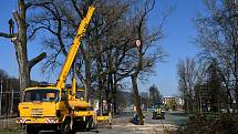 U blanenského vlakového nádraží začalo na tamním parkovišti kácení starých topolů. Nahradí je javory. FOTO: MĚSTO BLANSKO