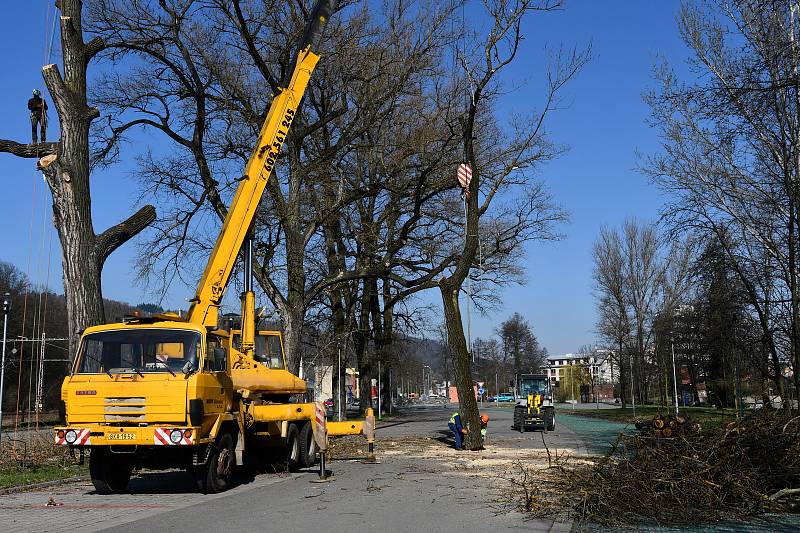 U blanenského vlakového nádraží začalo na tamním parkovišti kácení starých topolů. Nahradí je javory. FOTO: MĚSTO BLANSKO