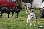 Na ježdění na Valše  v Louce závodily na dvě stovky psů a čtyřicet majitelů.
