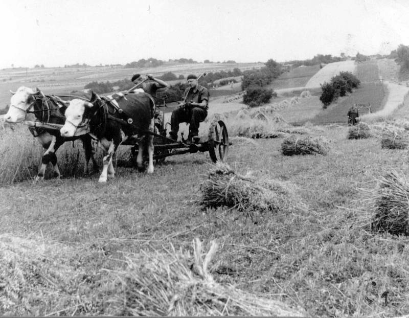 Žně v roce 1958.