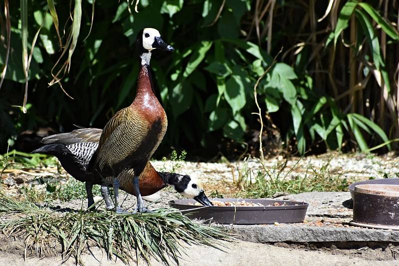 Ostravská zoo s mnoha zvířaty a velkou botanickou zahradou láká k návštěvě.