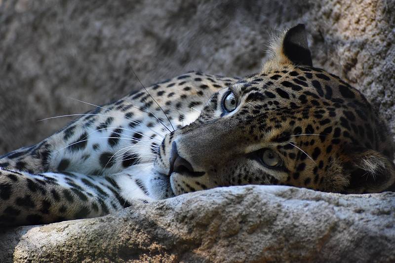 Ostravská zoo s mnoha zvířaty a velkou botanickou zahradou láká k návštěvě.