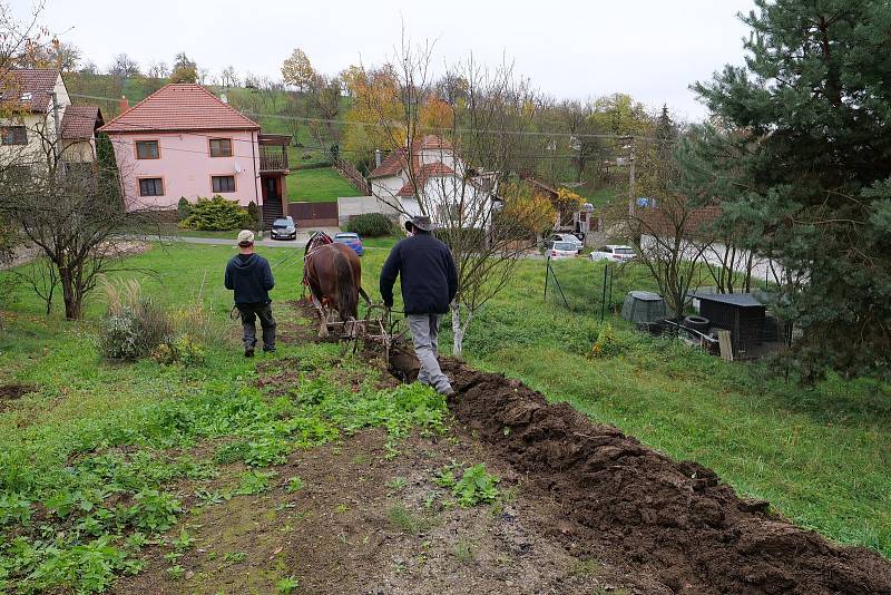 Pěkně po staru. Pluh a koně se v zemědělství používají již jen zřídka.