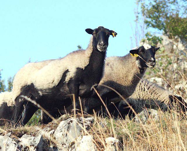 Ovce z Vilémovických skal.