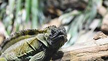 Ostravská zoo s mnoha zvířaty a velkou botanickou zahradou láká k návštěvě.