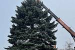 Tradiční symbol vánoc ozdobí v pondělí Masarykovo náměstí v Boskovicích. Ráno ho dělníci pokáceli v nedalekém městysu Knínice.