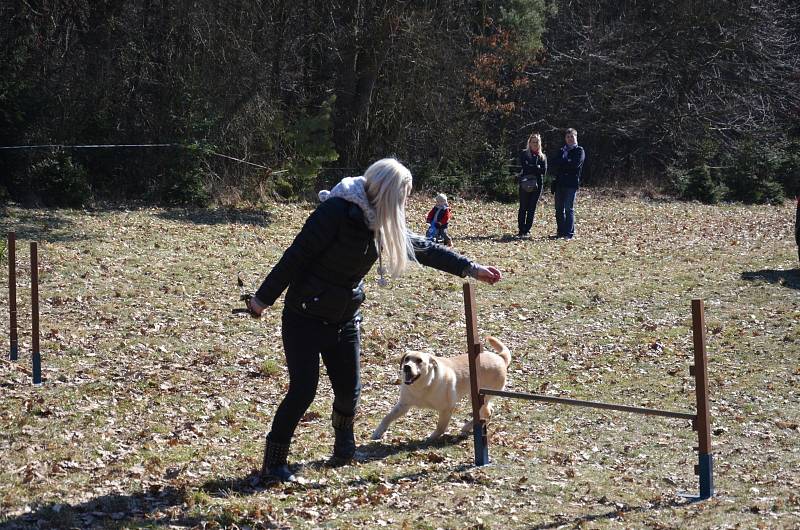 Blanenský kynologický klub Agility pořádal v neděli Pochod lesem se psem. Pejsci i jejich pánové pochodovali pět kilometrů od Přehrady Palava po chalupu na Horčničkách v Horní Lhotě, kde si pak užili spoustu zábavy při plnění různých soutěžních úkolů.