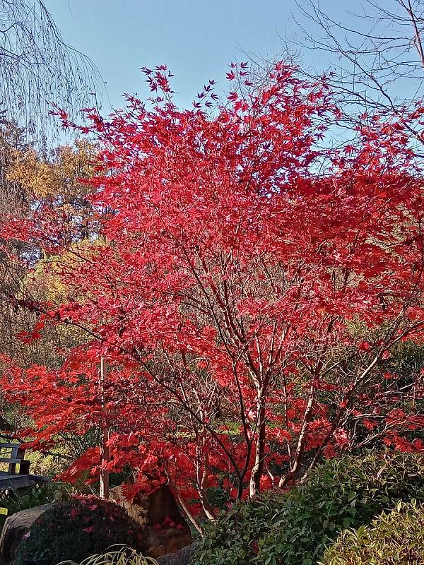 Podzim má podle některých nejvíce barev ze všech ročních období. Souhlasíte?
