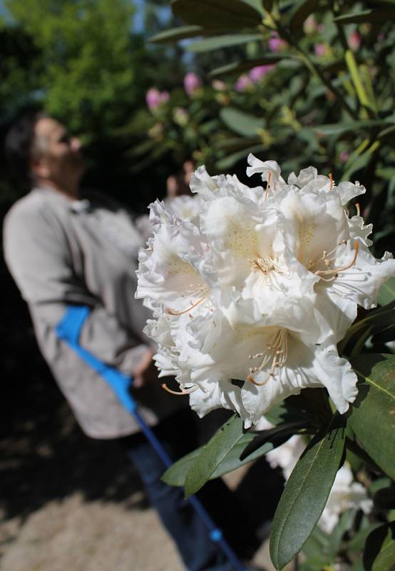 Návštěvníci boskovického arboreta Šmelcovna si v těchto dnech mohou dopřát procházku mezi květy. Zejména rododendronů. 