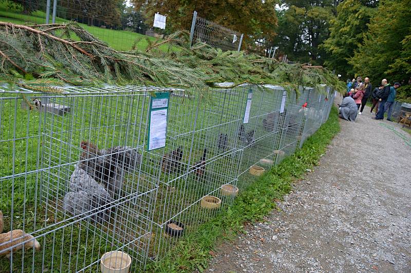 Doprovodný program nedělního dne Husích slavností v Boskovicích oživila výstava chovatelů drobného zvířectva.