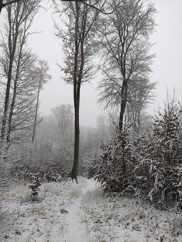 Konec listopadu přinesl první sněhovou nadílku. Fotografie byly pořízeny v Ochozi u Brna.