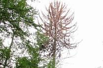 V Moravském krasu uschl památný strom. Dvě stě let starý smrk u Habrůvky.