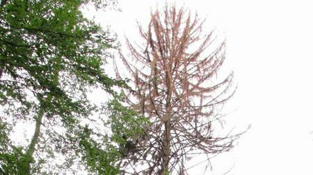 V Moravském krasu uschl památný strom. Dvě stě let starý smrk u Habrůvky.