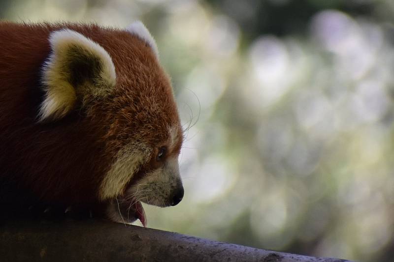 Ostravská zoo s mnoha zvířaty a velkou botanickou zahradou láká k návštěvě.