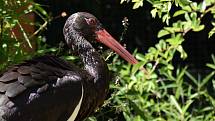 Ostravská zoo s mnoha zvířaty a velkou botanickou zahradou láká k návštěvě.