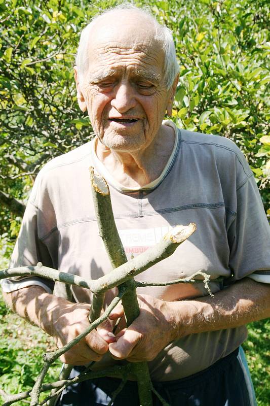 František Novák z Adamova (na snímcích) má chatu u řeky Svitavy už přes padesát let. Na zahradu mu občas chodí srnky. Před několika dny však měl jinou návštěvu. Dvě jabloně mu okousal bobr.