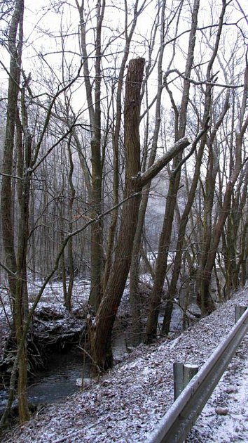 Desítky stromů pokáceli v uplynulých dnech pracovníci Povodí Moravy na březích Křtinského potoka nedaleko Adamova. Další kmeny pak v Chráněné krajinné oblasti Moravský kras ošetřili. K zemi šly zejména staré prohnilé olše a také chřadnoucí jasany. Foto: C