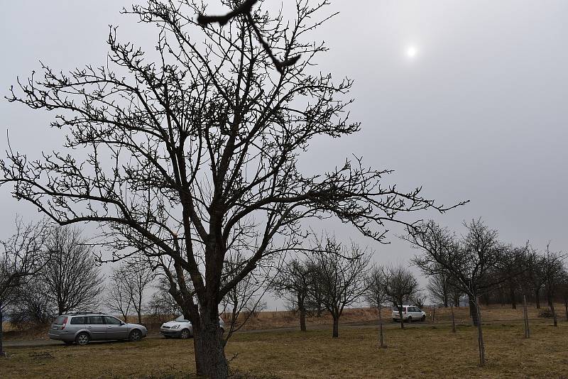 V Habrůvce pečují o starý sad. Osvěží ho morušemi, kdoulemi a oskerušemi.