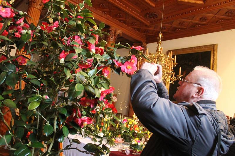 Rozkvetlé kamélie budou historické prostory na zámku v Rájci-Jestřebí zdobit do neděle.